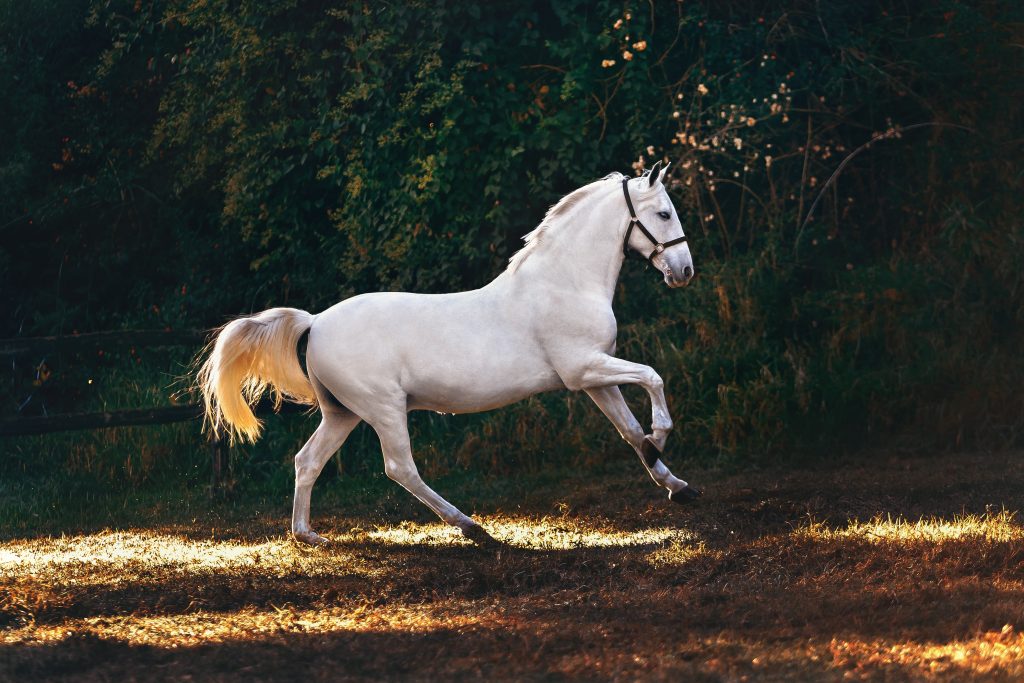 Bitten by a Horse Dream Meaning