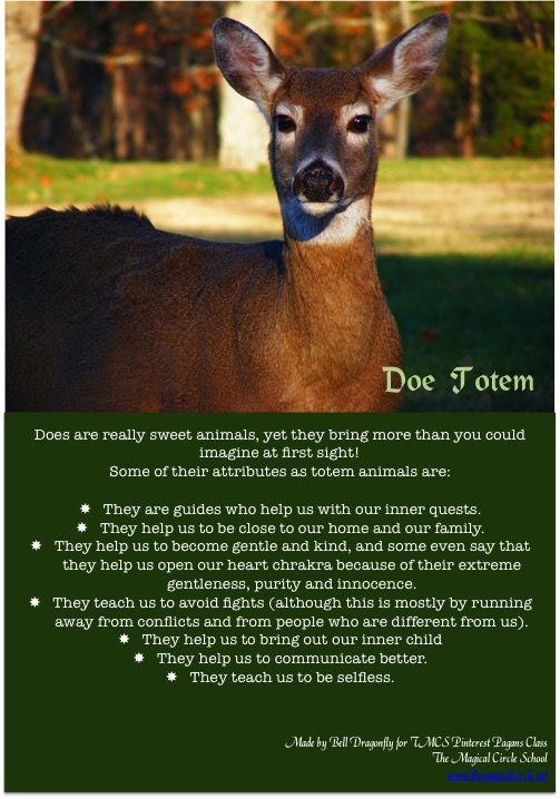 Female Deer in Dream Meaning