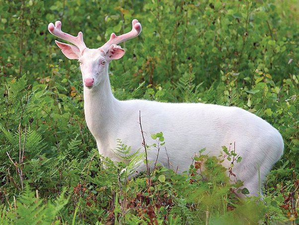 Seeing a White Deer Meaning