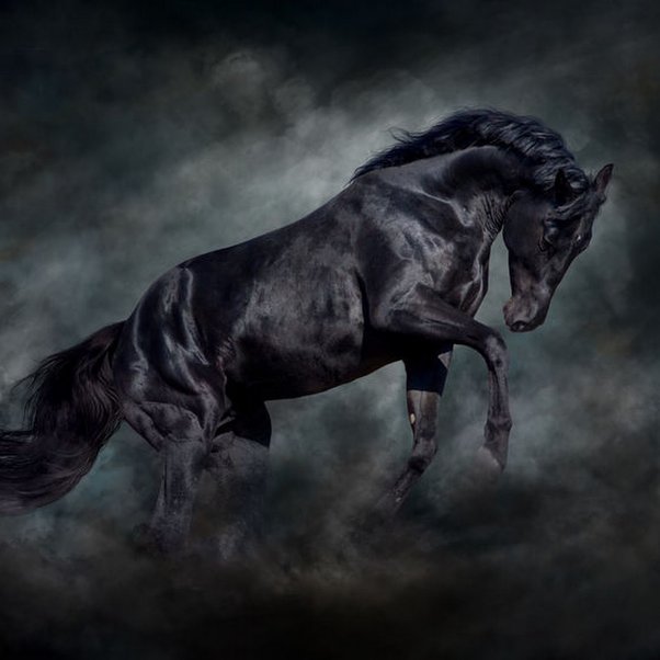 What Does a Black Horse Mean Spiritually