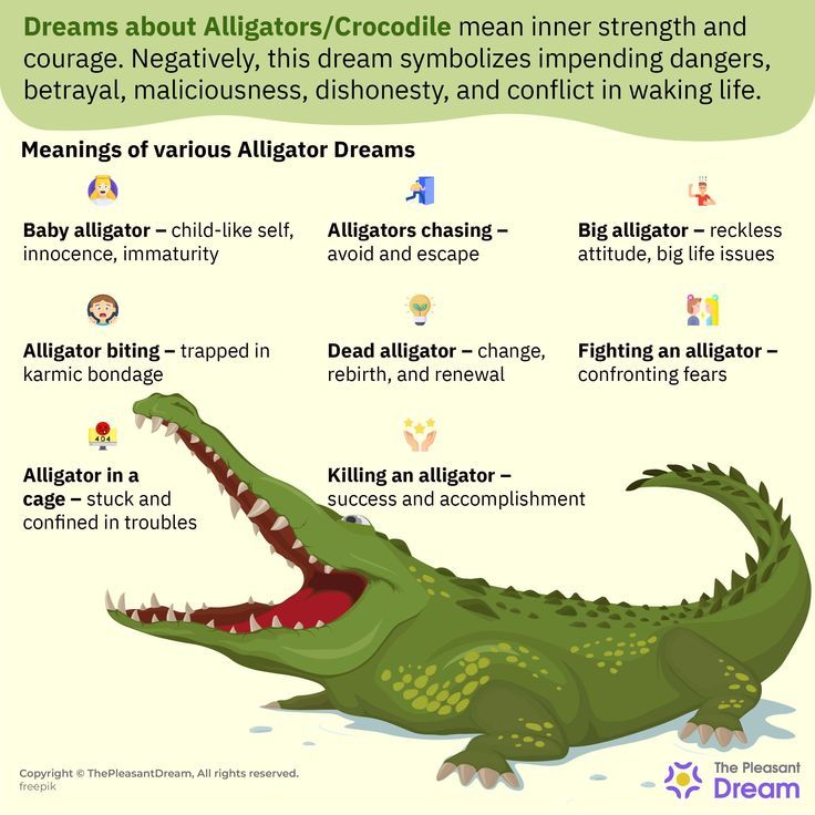 Alligator Dream Meaning