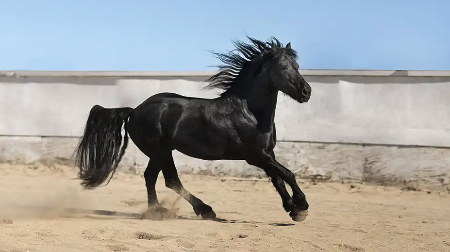 A black horse running n the field