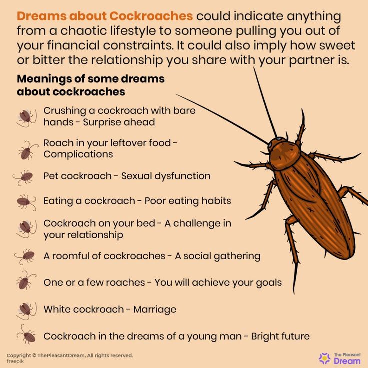 Cockroach in a Dream Meaning