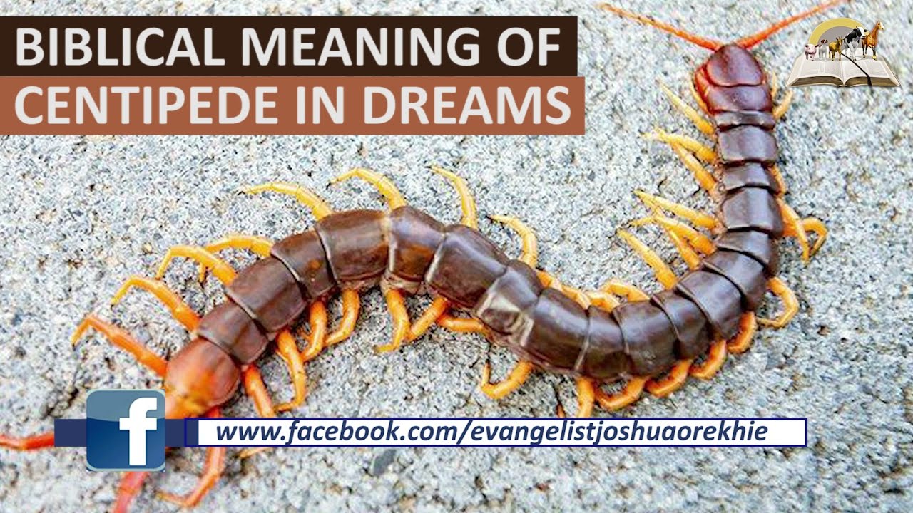 Dream Of Centipede