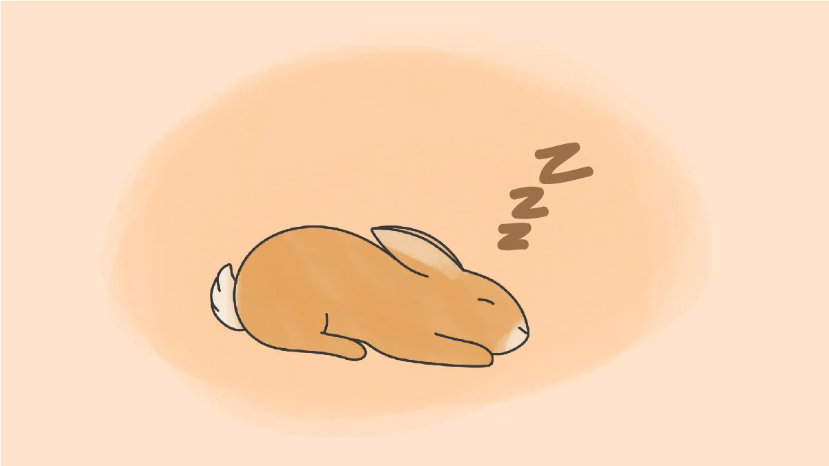 Dreaming Of Rabbits