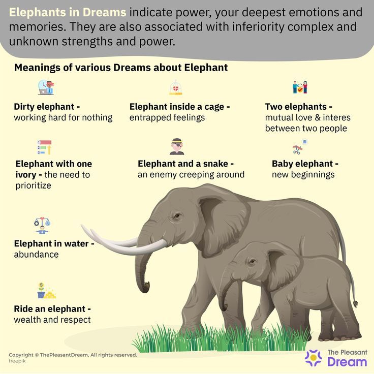 Elephant Dream Meaning