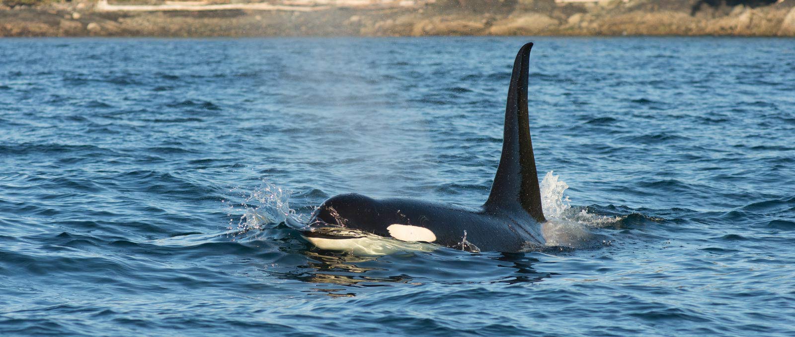 Killer Whales In Dreams