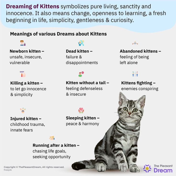 Kitten Dream Meaning