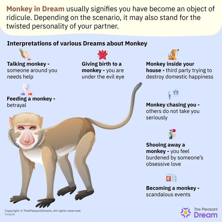 Monkey In Dream