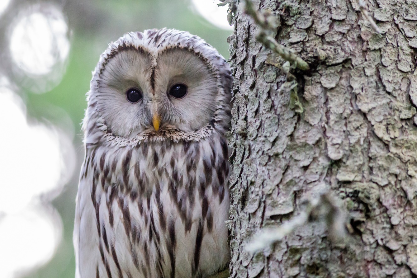 Owl In Dream