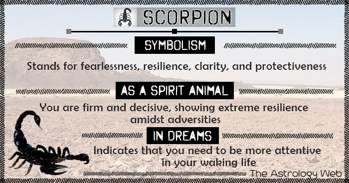 Scorpion Dream Meaning