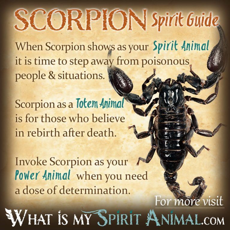 Scorpions in a Dream Meaning