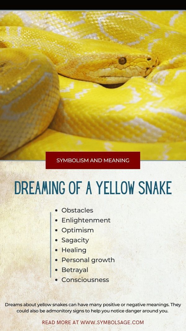 Yellow Snake Dream